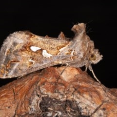 Chrysodeixis argentifera (Tobacco Looper) at Symonston, ACT - 29 Oct 2020 by rawshorty