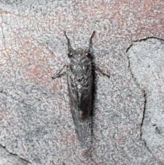 Atrapsalta furcilla (Southern Mountain Squeaker) at Black Mountain - 29 Oct 2020 by Roger