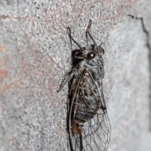 Atrapsalta furcilla at Bruce, ACT - 29 Oct 2020