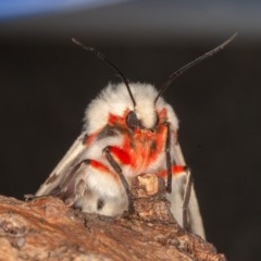 Ardices canescens (Dark-spotted Tiger Moth) at Symonston, ACT - 29 Oct 2020 by rawshorty