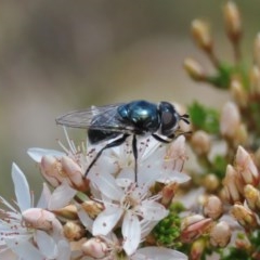 Psilota sp. (genus) (Hover fly) at Tuggeranong Hill - 29 Oct 2020 by Owen