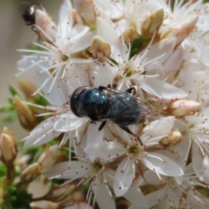 Psilota sp. (genus) at Theodore, ACT - 29 Oct 2020