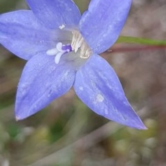 Wahlenbergia sp. (Bluebell) at Bass Gardens Park, Griffith - 29 Oct 2020 by SRoss