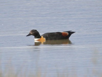 Tadorna tadornoides (Australian Shelduck) at Woodlands, NSW - 29 Oct 2020 by Snowflake