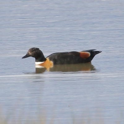 Tadorna tadornoides (Australian Shelduck) at Wingecarribee Local Government Area - 29 Oct 2020 by Snowflake