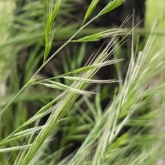 Bromus diandrus (Great Brome) at Bass Gardens Park, Griffith - 29 Oct 2020 by SRoss