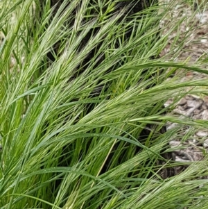 Bromus diandrus at Griffith, ACT - 29 Oct 2020