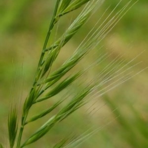 Bromus diandrus at Griffith, ACT - 29 Oct 2020