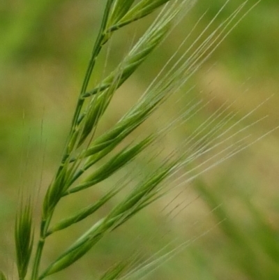 Bromus diandrus (Great Brome) at Bass Gardens Park, Griffith - 29 Oct 2020 by SRoss