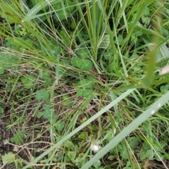 Austrostipa bigeniculata (Kneed Speargrass) at Bass Gardens Park, Griffith - 29 Oct 2020 by SRoss