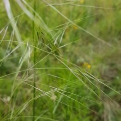 Austrostipa bigeniculata at Griffith, ACT - 29 Oct 2020