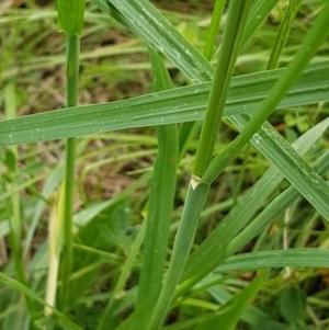 Dactylis glomerata at Bass Gardens Park, Griffith - 29 Oct 2020