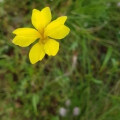 Goodenia pinnatifida (Scrambled Eggs) at Griffith, ACT - 29 Oct 2020 by SRoss