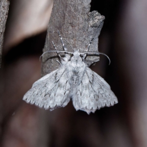 Cyneoterpna wilsoni at Forde, ACT - 27 Oct 2020