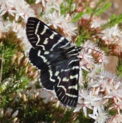 Comocrus behri (Mistletoe Day Moth) at Theodore, ACT - 29 Oct 2020 by owenh