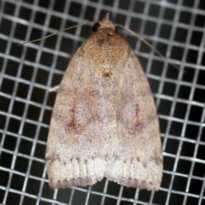 Austrocarea iocephala (Broad-headed Moth) at O'Connor, ACT - 18 Oct 2020 by ibaird