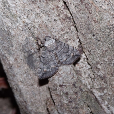 Dysbatus singularis (Dry-country Line-moth) at Forde, ACT - 27 Oct 2020 by DPRees125