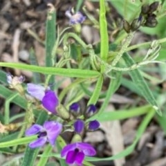 Glycine clandestina (Twining Glycine) at Griffith Woodland - 28 Oct 2020 by AlexKirk