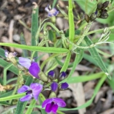 Glycine clandestina (Twining Glycine) at Griffith Woodland - 28 Oct 2020 by AlexKirk