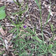 Glycine clandestina at Griffith, ACT - 28 Oct 2020