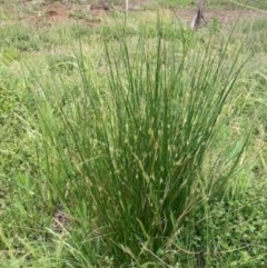 Juncus (genus) (A Rush) at Griffith, ACT - 28 Oct 2020 by AlexKirk