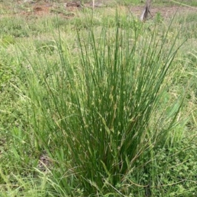 Juncus (genus) (A Rush) at Griffith, ACT - 28 Oct 2020 by AlexKirk