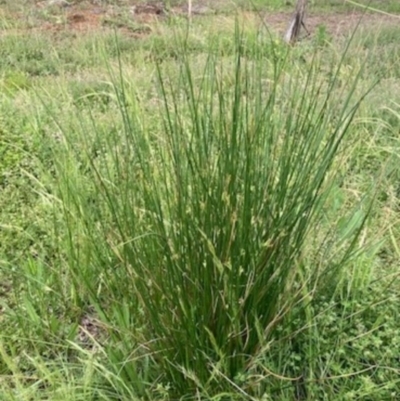 Juncus sp. (A Rush) at Griffith Woodland - 28 Oct 2020 by AlexKirk