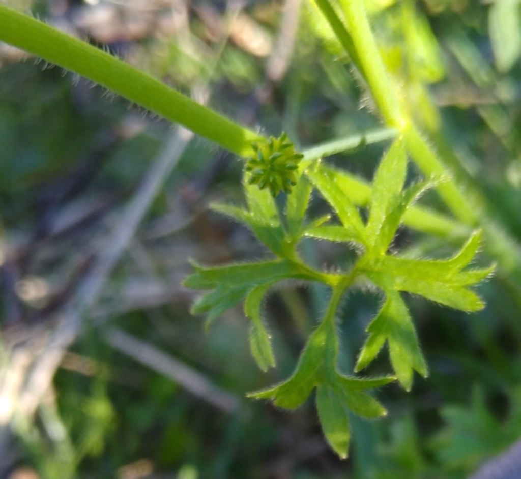 Ranunculus sp. at Gundaroo, NSW - 28 Sep 2020