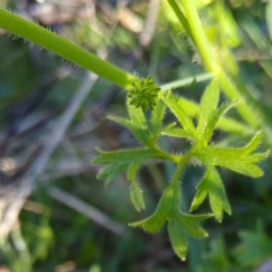 Ranunculus sp. at Gundaroo, NSW - 28 Sep 2020