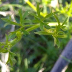 Ranunculus sp. at Gundaroo, NSW - 28 Sep 2020