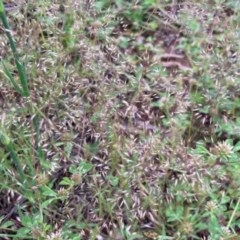 Aira elegantissima (Delicate Hairgrass) at Griffith Woodland - 28 Oct 2020 by AlexKirk