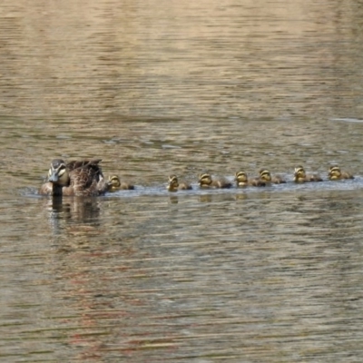 Anas superciliosa (Pacific Black Duck) at Gordon, ACT - 29 Oct 2020 by RodDeb