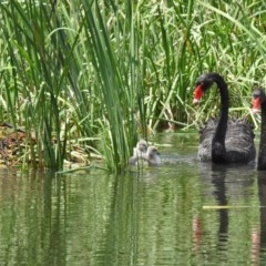 Cygnus atratus (Black Swan) at Gordon Pond - 29 Oct 2020 by RodDeb