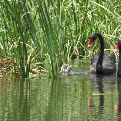 Cygnus atratus (Black Swan) at Gordon, ACT - 29 Oct 2020 by RodDeb