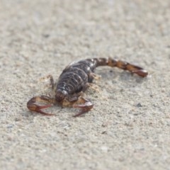 Cercophonius squama (Wood Scorpion) at Ben Boyd National Park - 23 Oct 2020 by AlisonMilton