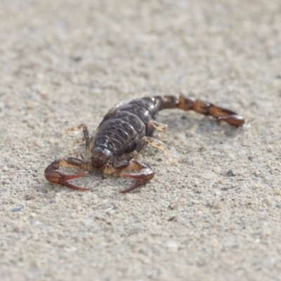 Cercophonius squama (Wood Scorpion) at Ben Boyd National Park - 24 Oct 2020 by AlisonMilton