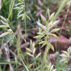 Rytidosperma sp. (Wallaby Grass) at Griffith Woodland - 28 Oct 2020 by AlexKirk