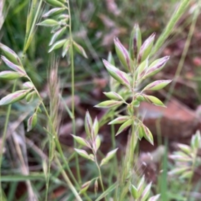 Rytidosperma (genus) (Wallaby Grass) at Griffith, ACT - 28 Oct 2020 by AlexKirk