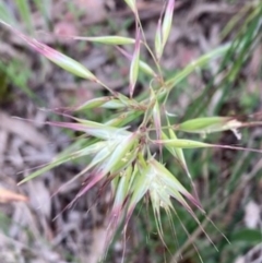 Rytidosperma sp. at Griffith, ACT - 28 Oct 2020