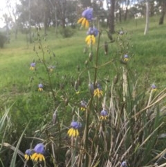 Dianella sp. aff. longifolia (Benambra) (Pale Flax Lily, Blue Flax Lily) at Hughes Garran Woodland - 29 Oct 2020 by Tapirlord