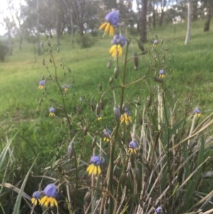 Dianella sp. aff. longifolia (Benambra) at Garran, ACT - 29 Oct 2020