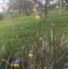 Dianella sp. aff. longifolia (Benambra) at Garran, ACT - 29 Oct 2020