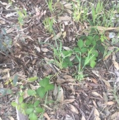 Rubus anglocandicans (Blackberry) at Garran, ACT - 29 Oct 2020 by Tapirlord