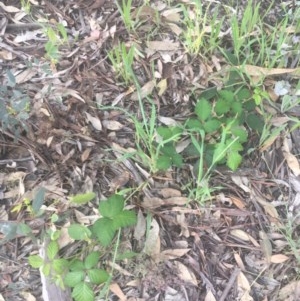 Rubus anglocandicans at Garran, ACT - 29 Oct 2020