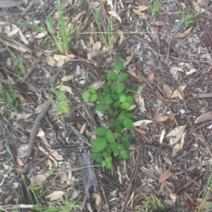 Rubus anglocandicans at Garran, ACT - 29 Oct 2020