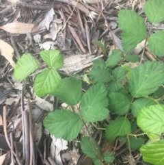 Rubus anglocandicans at Garran, ACT - 29 Oct 2020