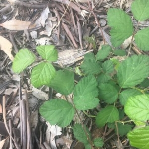 Rubus anglocandicans at Garran, ACT - 29 Oct 2020