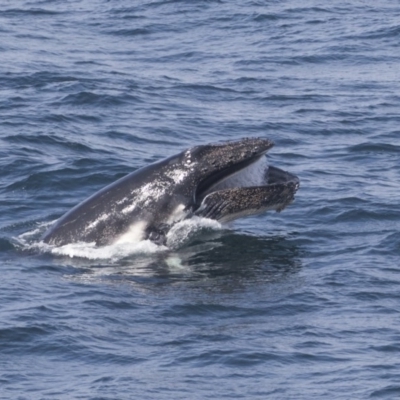 Megaptera novaeangliae (Humpback Whale) at Green Cape, NSW - 22 Oct 2020 by AlisonMilton