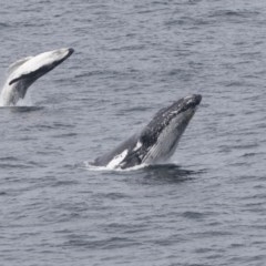 Megaptera novaeangliae at Green Cape, NSW - 22 Oct 2020 01:23 PM