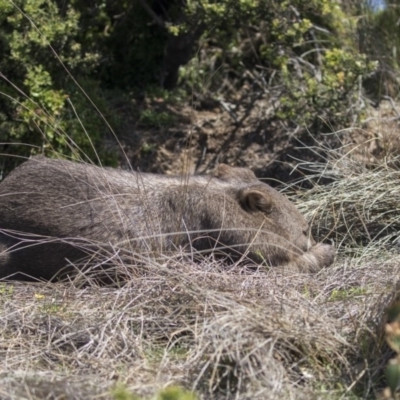 Vombatus ursinus (Common wombat, Bare-nosed Wombat) at Ben Boyd National Park - 22 Oct 2020 by Alison Milton